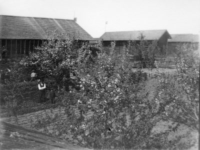 1917 Trädgård