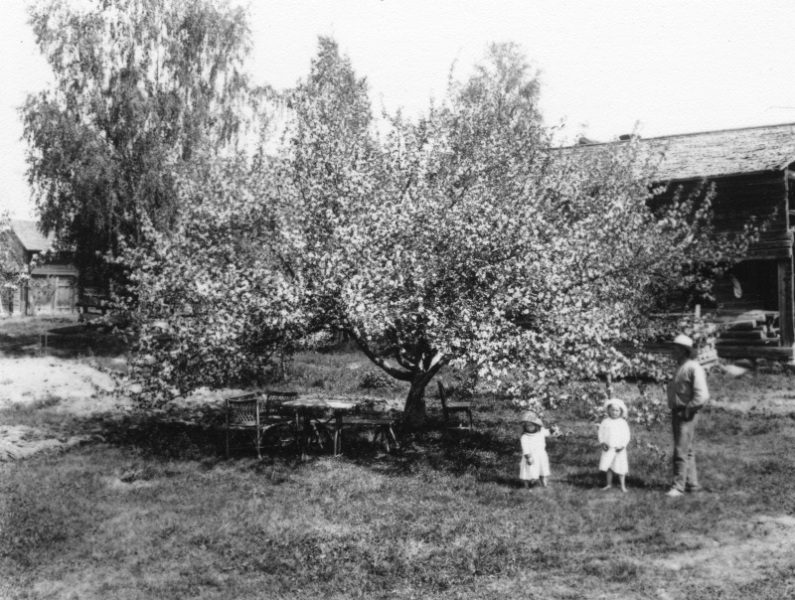 1917 Blommande äppelträd