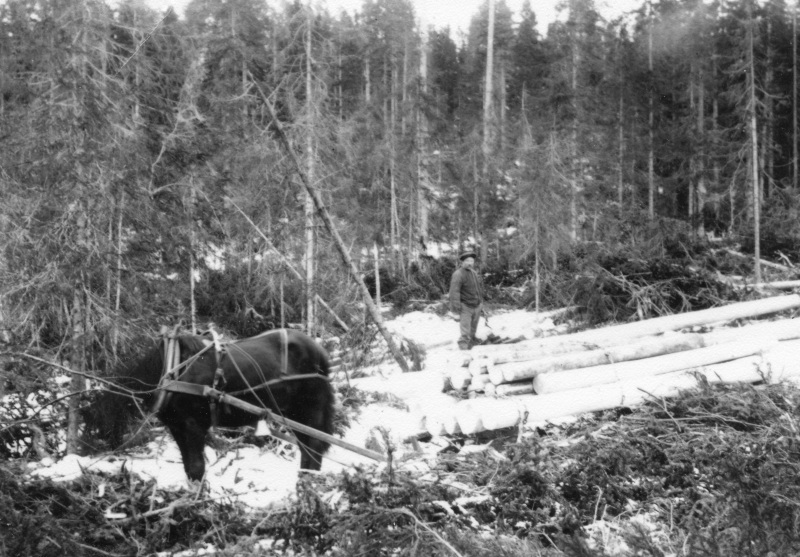 1917 Timmerkörning Kisnis Ull