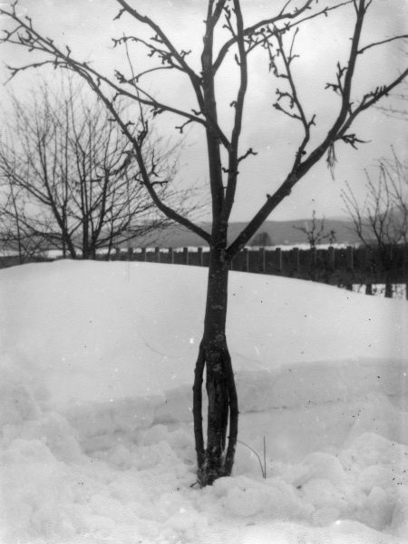 1922 Äppelträd