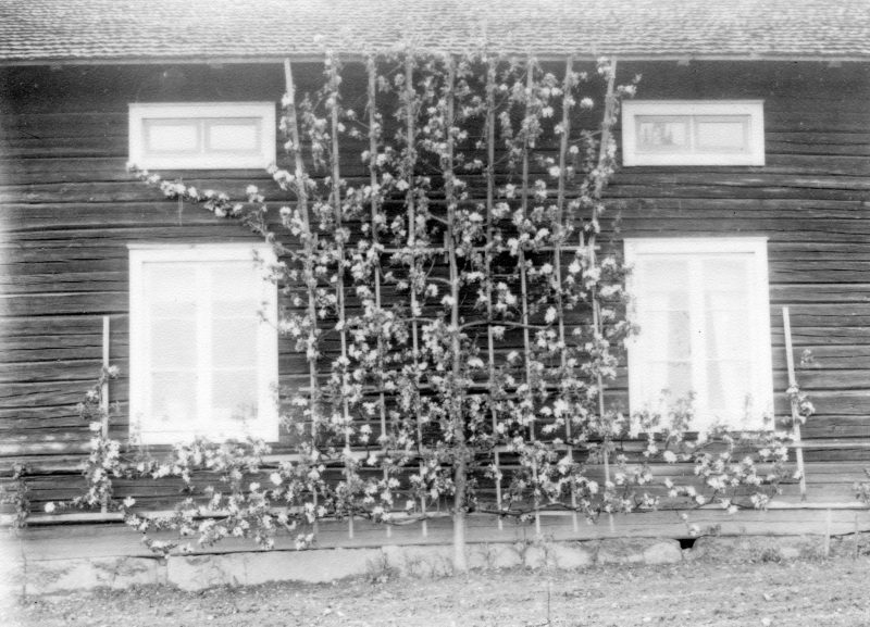 1929 Blommande spaljéträd