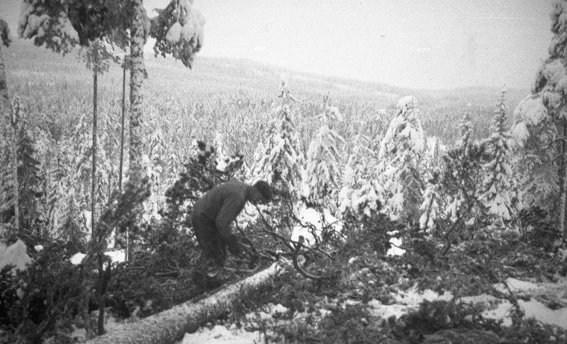 Skogsarbete vid Bosberg