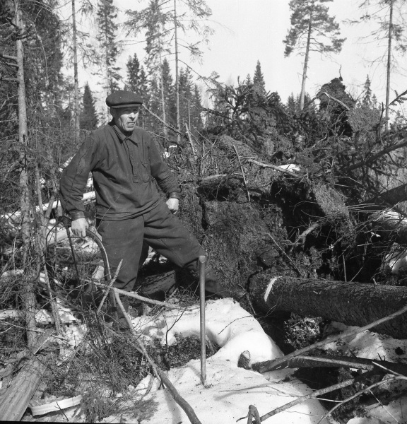 Helmer Pettersson arbetar i skogen