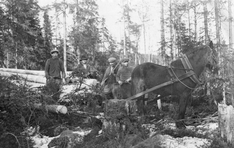 Skogsarbete vid Grevtjärn 1930
