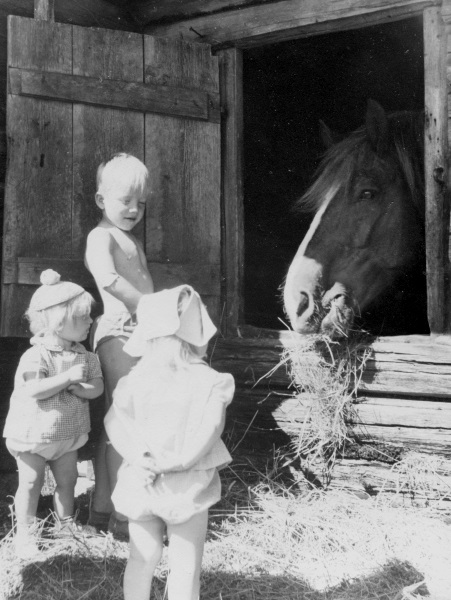 Barn på besök hos hästen